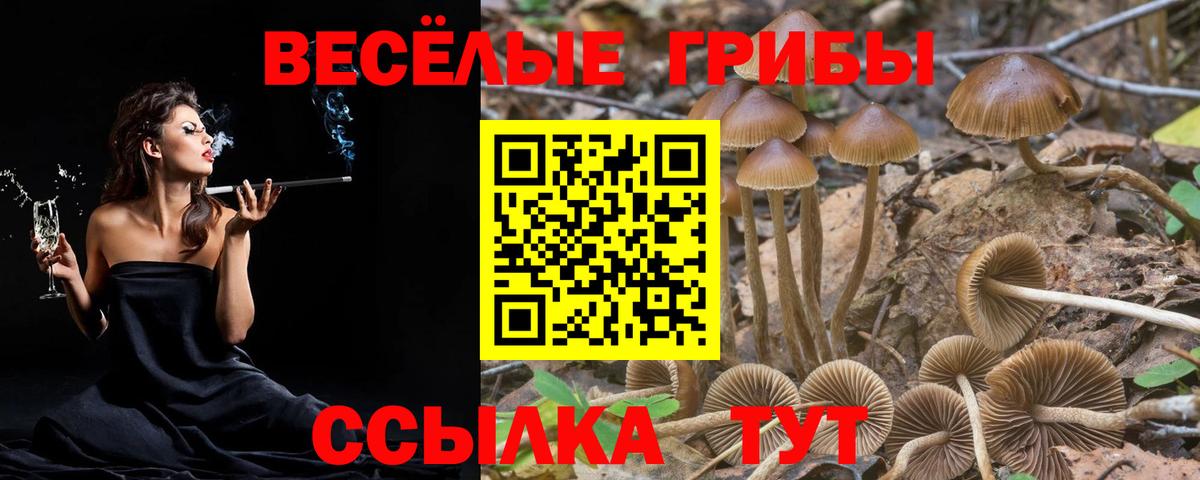 Псилоцибиновые грибы Cubensis  Вход с VPN  Тулун  Галлюциногенные грибы GOLDEN TEACHER 